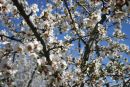 Almond Blossom